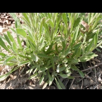 Fibigia clypeata (fam Cruciferes) (Europe meridionale, Asie occidentale) (2)